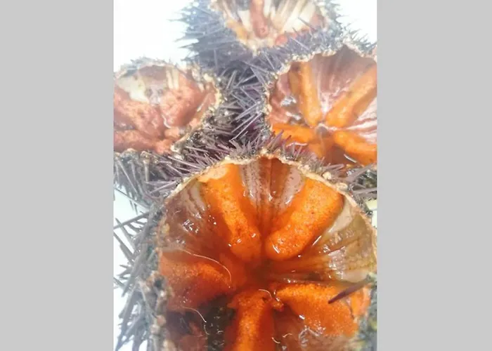 El Poblet 36 度假居 *